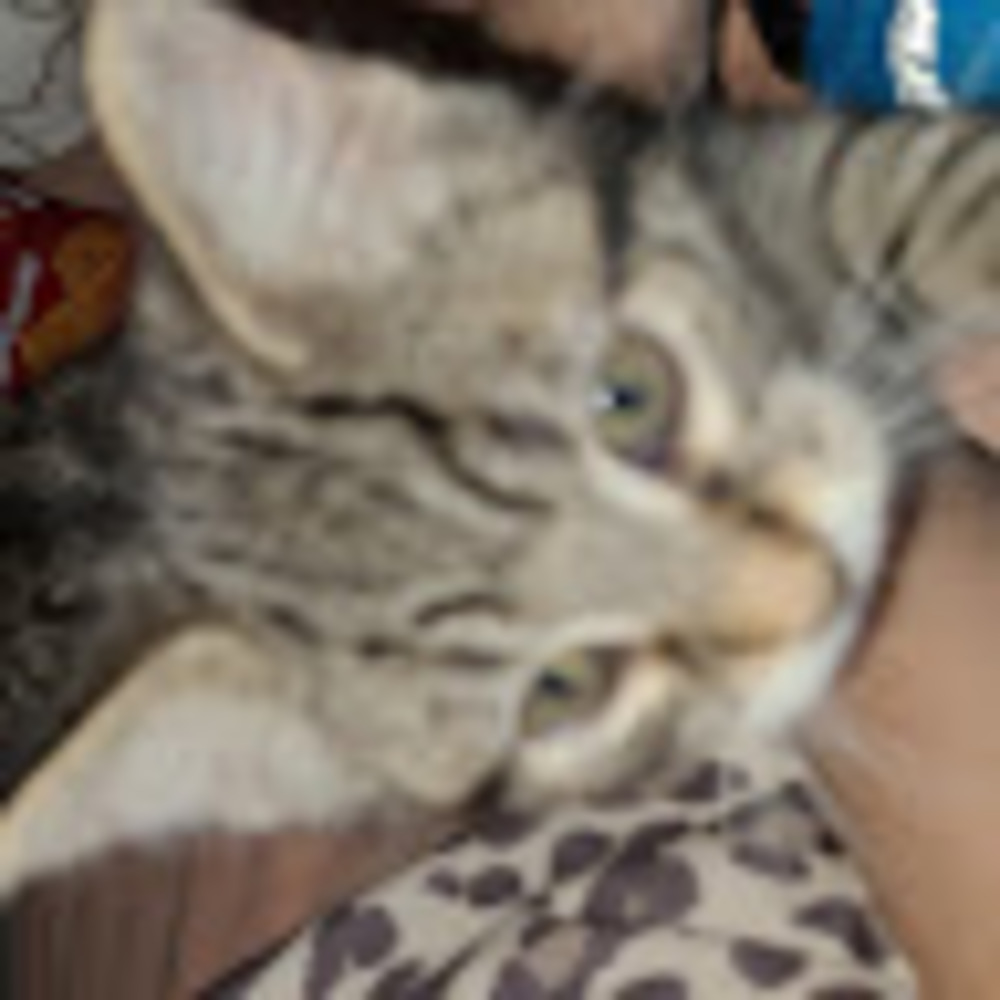 Meet your Posher, Gbx xc